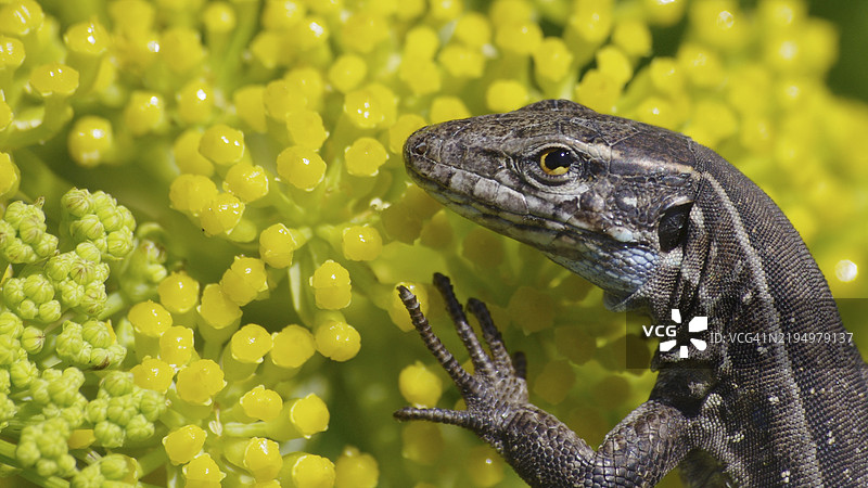 植物上的蜥蜴特写，西班牙加那利群岛圣克鲁斯-德特内里费图片素材