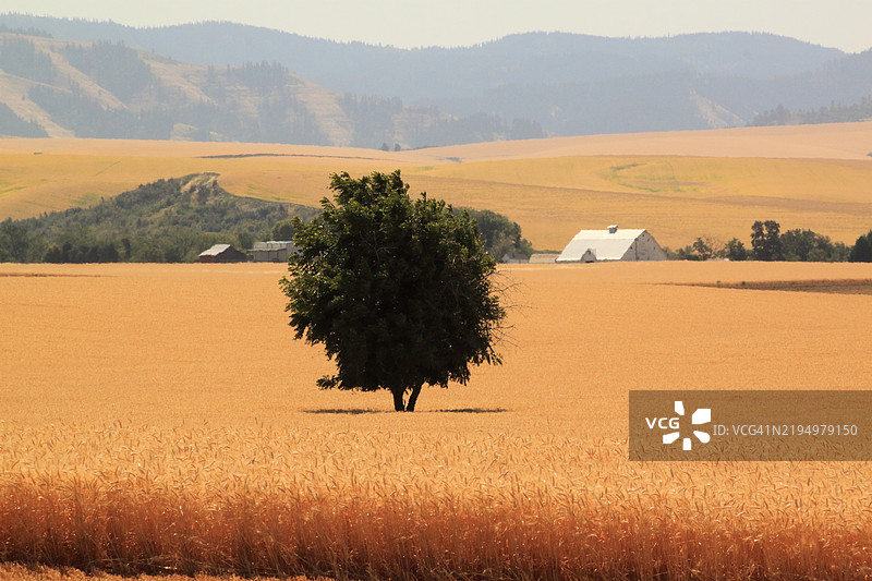 堪萨斯州的农业田野风景， 美国图片素材