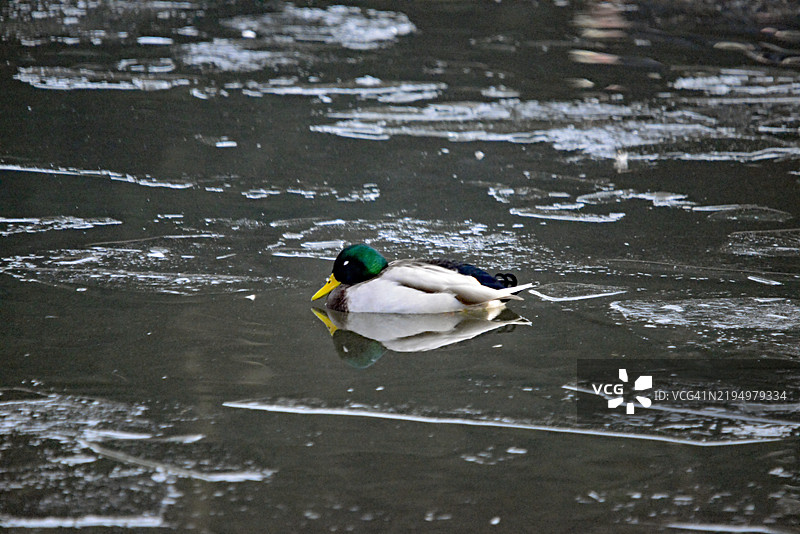 高角度视图的鸭子在冰面间的湖中游泳图片素材