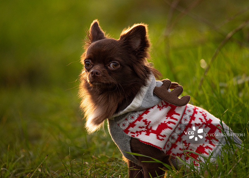 草地上的小狗特写图片素材