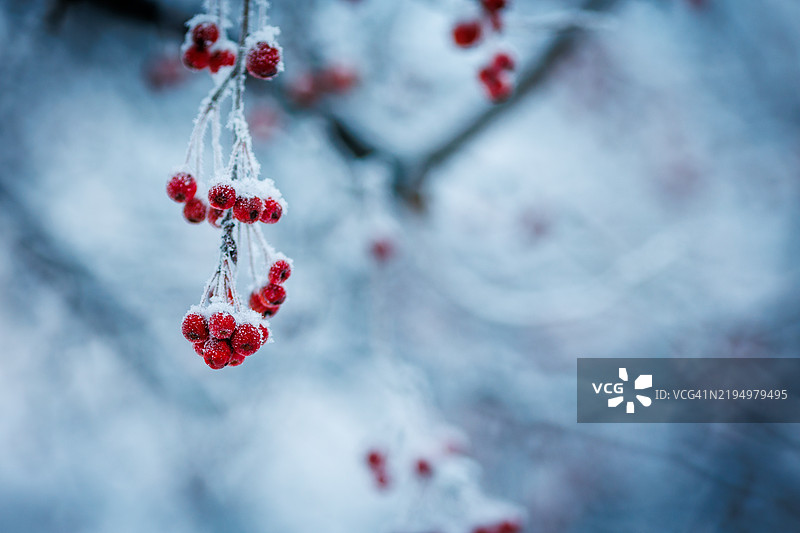 冬季树上结冰的浆果特写图片素材