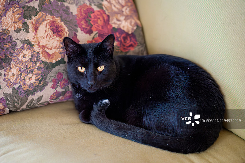 黑猫在沙发上放松的特写肖像，春博罗，俄亥俄州，美国图片素材