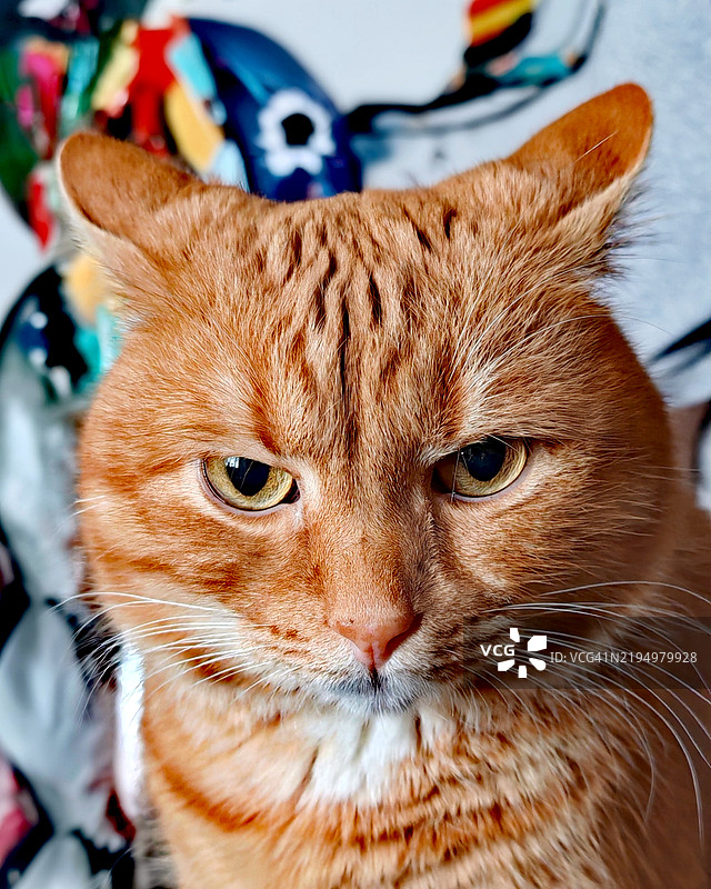 猫的特写肖像图片素材