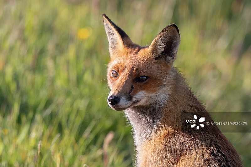 红狐特写肖像，科克，爱尔兰图片素材