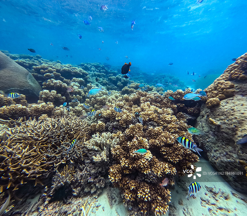 一组热带鱼，包括蓝绿小丑鱼、军士小丑鱼、清洁鱼、六条纹小丑鱼和流浪蝴蝶鱼，栖息在枝状珊瑚森林中图片素材