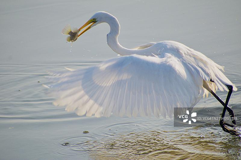 在印度拉贾斯坦邦比尔瓦尔湖中游泳的鹈鹕特写镜头图片素材