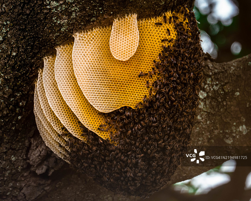 自然建筑：塞伦盖蒂的蜂巢图片素材