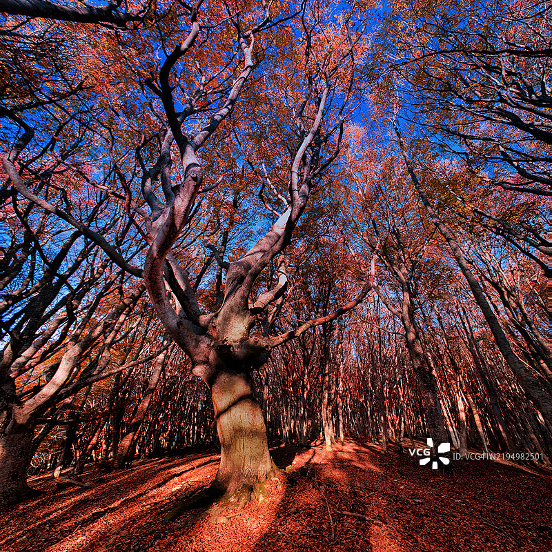秋天森林中的树木图片素材