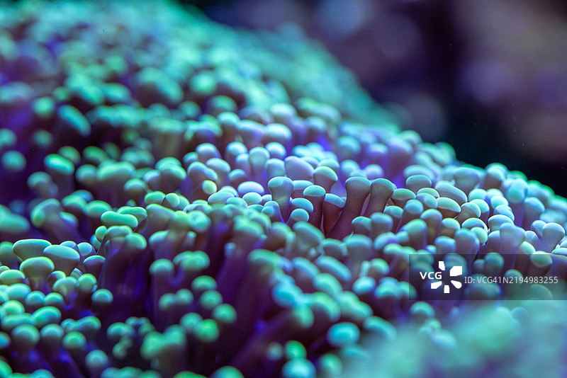 美国的紫色开花植物特写图片素材