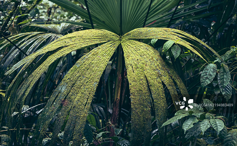 热带雨林中蕨类植物上的苔藓特写图片素材