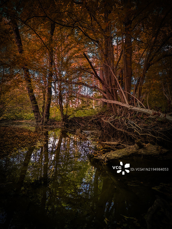 秋天森林中的树木图片素材