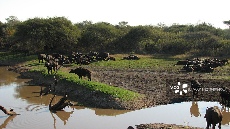 水坝旁休息的水牛图片素材