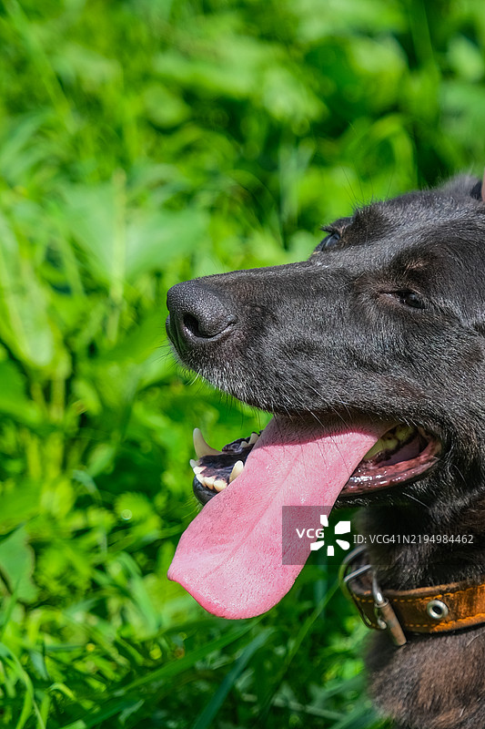 动物收容所的狗窝 无家可归的狗在笼子里图片素材