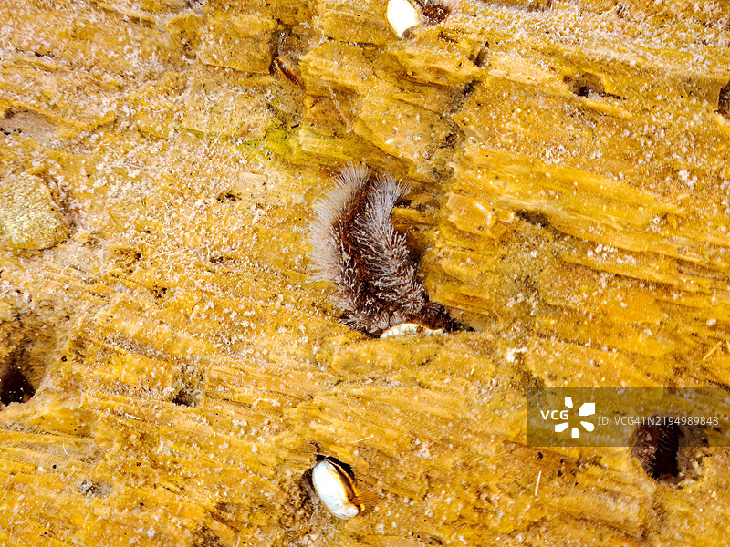 台风吹来的巨型漂流木漂浮在水面上。仔细观察可以发现，许多螃蟹、火虫和日本鹅口螺在这里安家落户。静冈县南伊豆町的平藏滨海滩 - 2024。图片素材