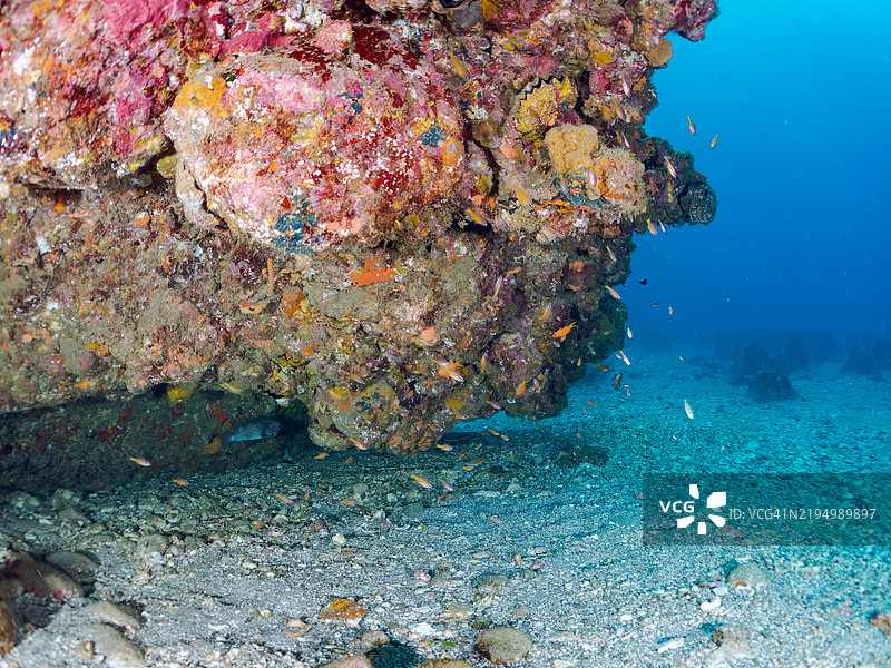 一群美丽的南方橙线红雀鱼（Ostorhinchus properuptus）幼鱼和其他幼鱼。静冈县南伊豆伊豆半岛的平藏滨海滩 - 2024年。图片素材