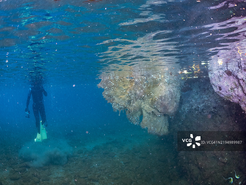 台风吹来的巨型漂流木漂浮在水面上。仔细观察可以发现，许多螃蟹、火虫和日本鹅口螺在这里栖息。静冈县南伊豆町的平藏滨海滩 - 2024。图片素材
