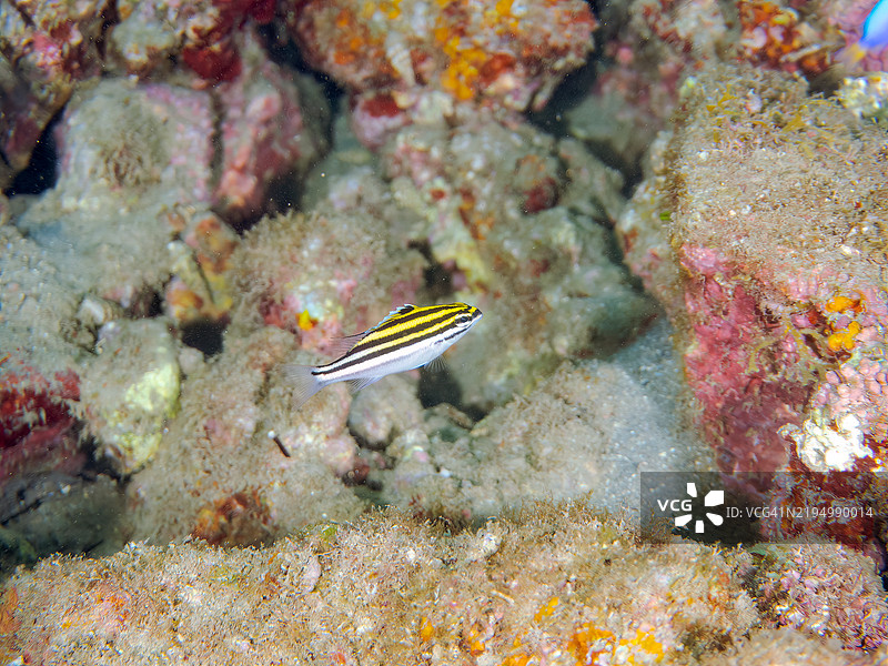 美丽的双线单眼鲷幼鱼及其他。静冈县南伊豆伊豆半岛中木的平藏滨海滩 - 2024年。图片素材