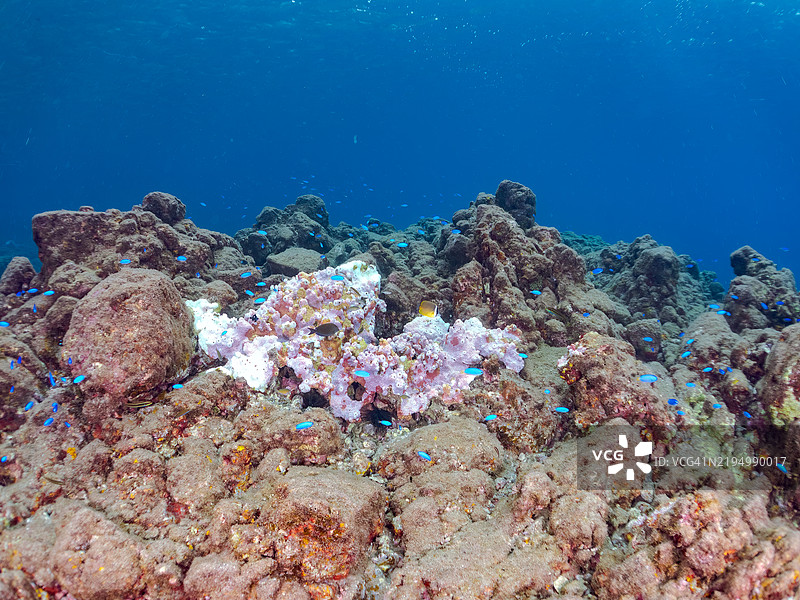 一只可爱的幼年流浪蝴蝶鱼，天使小丑鱼（Pomacentrus coelestis）和其他鱼类。静冈县南伊豆的平藏滨海滩 - 2024年。图片素材
