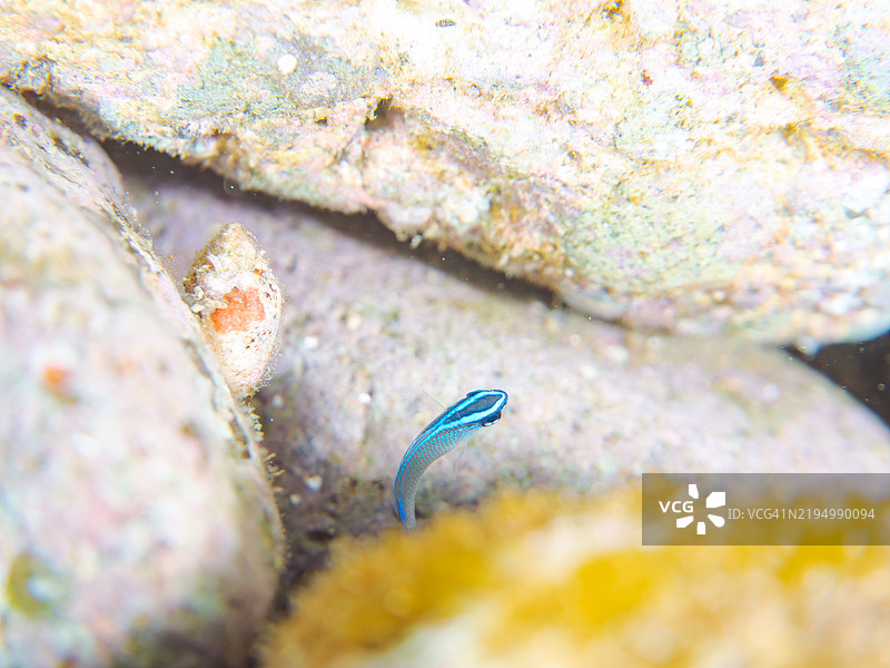 一只可爱的猫眼幼年灰色美人鱼鱼（Chrysiptera glauca）和其他鱼类。静冈县南伊豆伊豆半岛的平藏滨海滩 - 2024年。图片素材