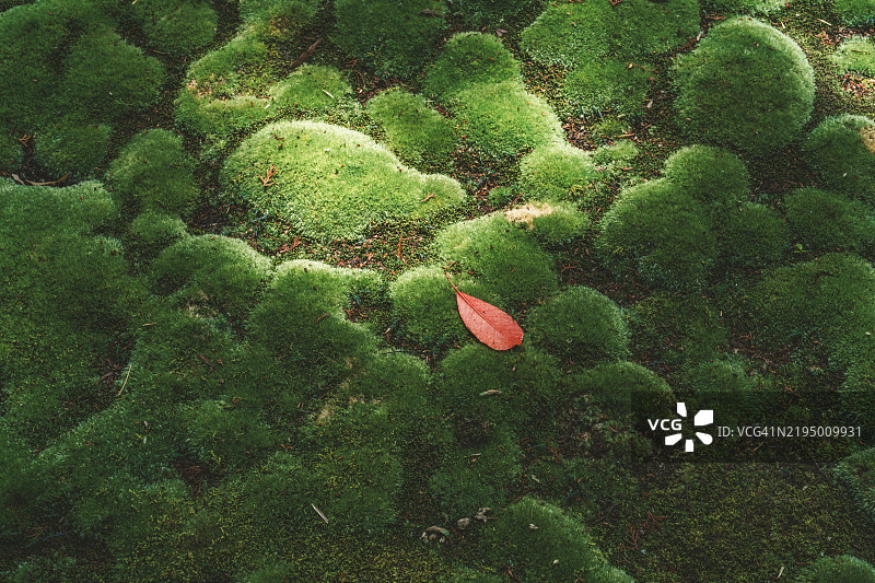 京都西芳寺的宁静苔藓花园图片素材