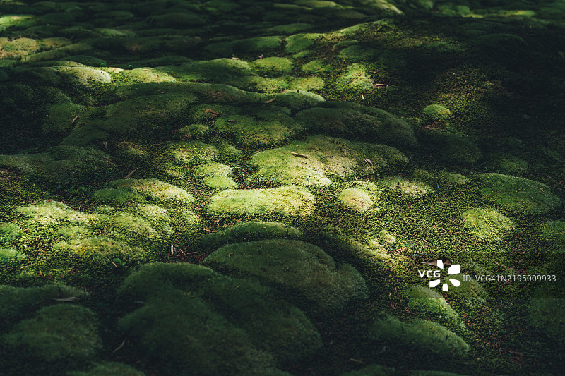 京都西芳寺苔园中的阴影与光线图片素材
