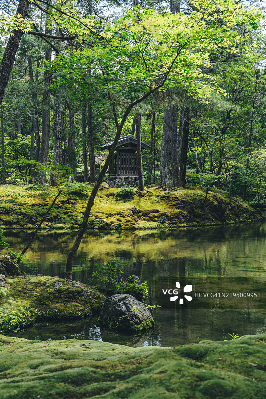 京都西芳寺的苔藓花园和池塘图片素材