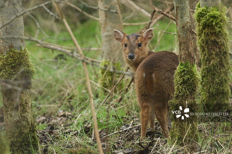 一只可爱的梅花鹿（Muntiacus reevesi）在林边的田野里觅食。图片素材