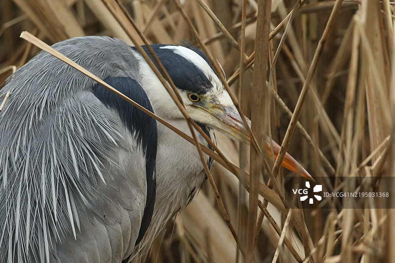 一只灰鹭（Ardea cinerea）在湖边的芦苇丛中捕食的特写镜头。图片素材