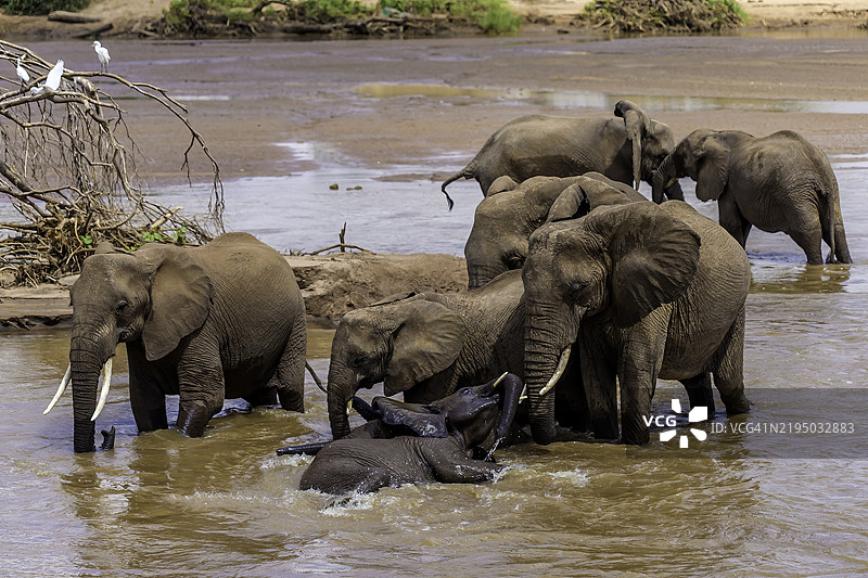桑布鲁国家保护区的非洲象。图片素材