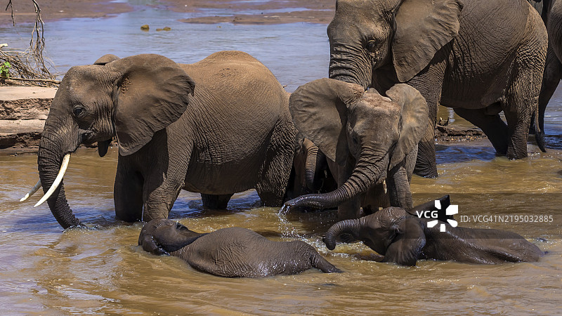 桑布鲁国家保护区的非洲象。图片素材