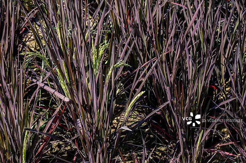 紫米（或黑米）植物在稻田中生长。紫米是一种传统的稻米品种，原产于亚洲。图片素材