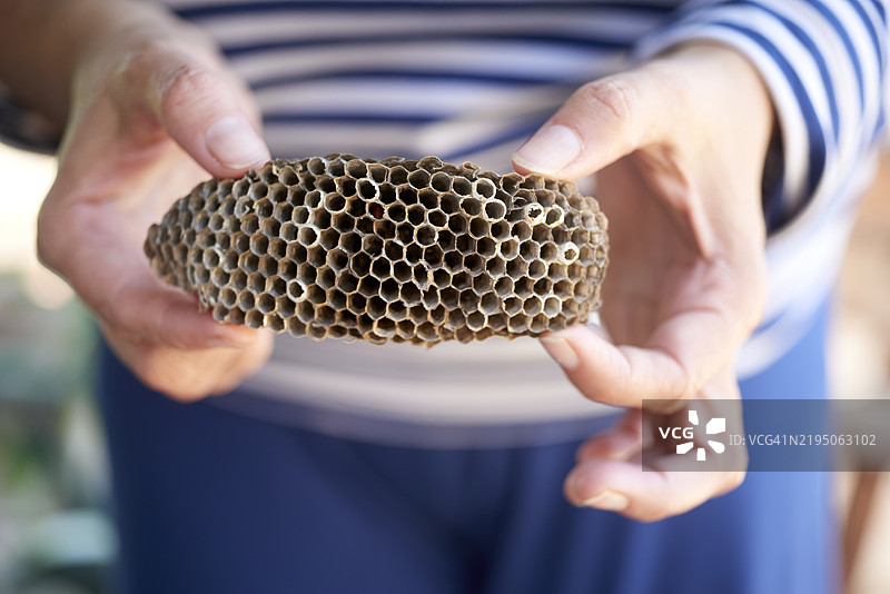 女人手中拿着一个空的黄蜂巢图片素材