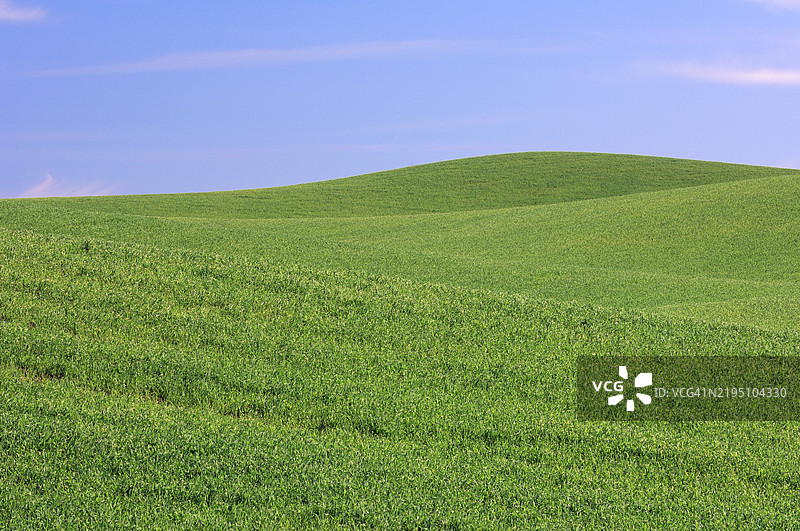帕卢斯地区的麦田。郁郁葱葱的帕卢斯地区横跨华盛顿州东部和爱达荷州西部，面积超过200万英亩。地点：美国华盛顿州惠特曼县帕卢斯附近的科尔法克斯。图片素材