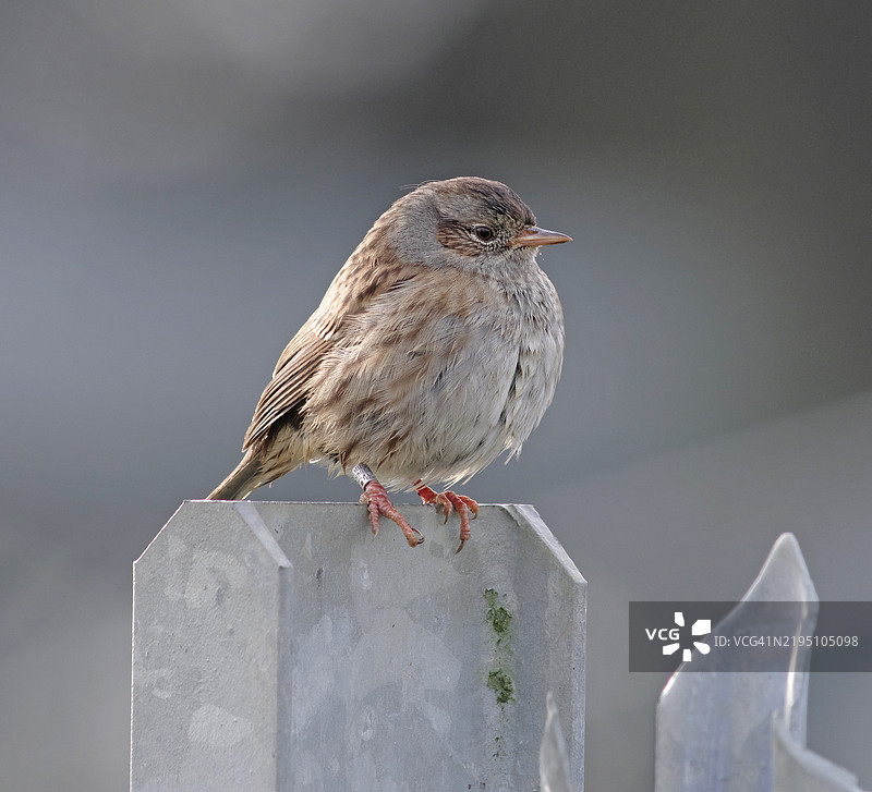 草鹀 [Prunella modularis]图片素材