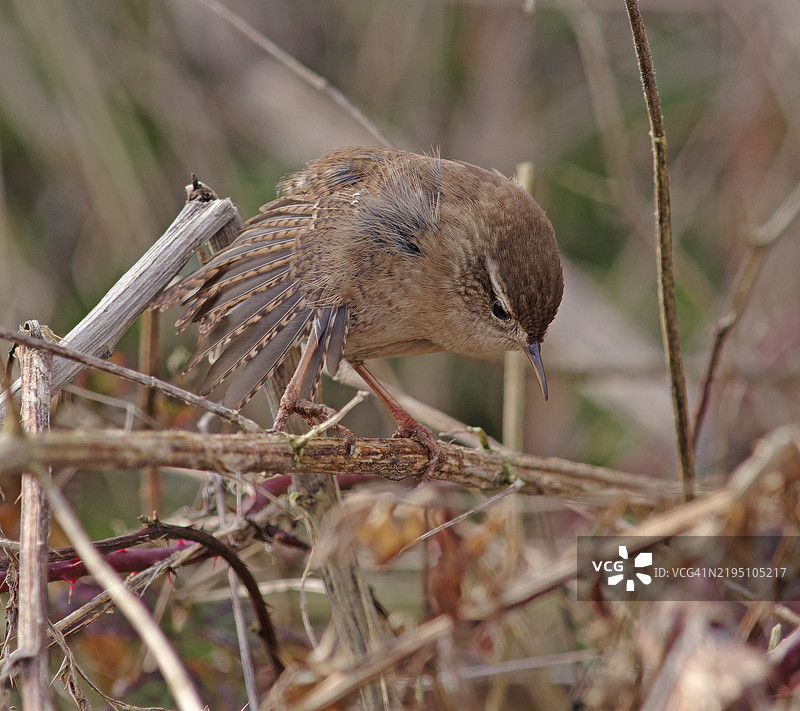 鹪鹩 [Troglodytes troglodytes]图片素材
