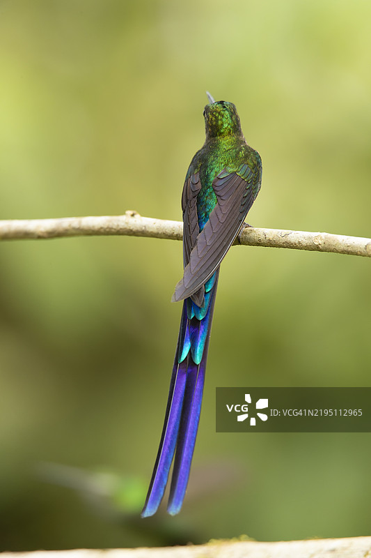 紫尾幽蝶图片素材