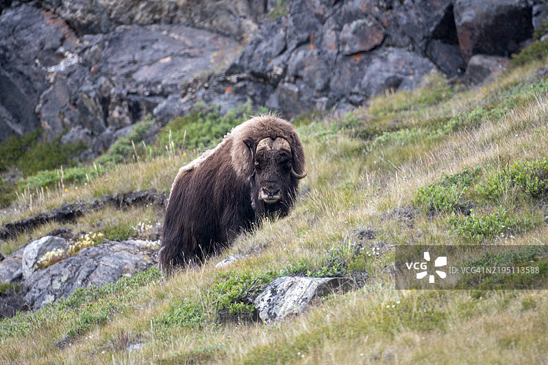 在格林兰的康格鲁斯瓦克地区，麝牛在五彩斑斓的秋季苔原植被中。图片素材