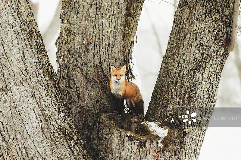 树上的狐狸图片素材