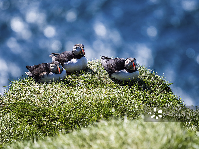 海雀(Fratercula arctica)栖息在冰岛韦斯特曼群岛海梅岛的岩石悬崖上图片素材