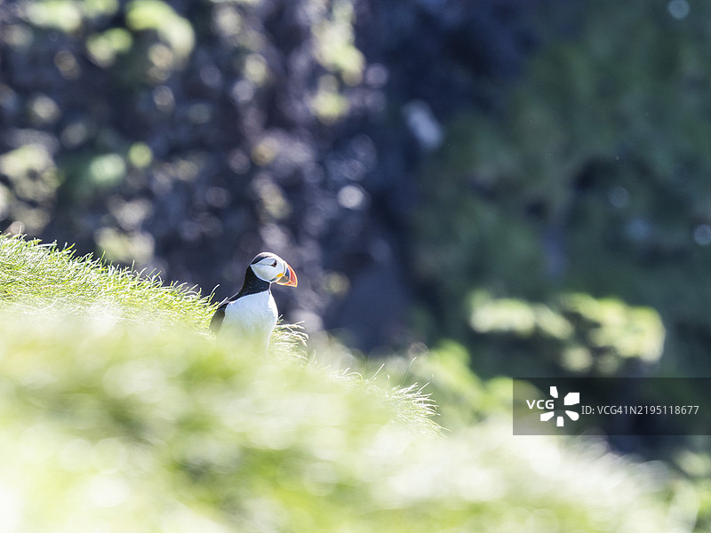海雀(Fratercula arctica)在草坡上,位于冰岛韦斯特曼群岛的海梅岛图片素材