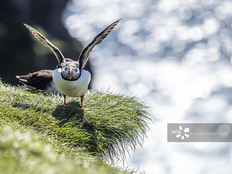 海雀(Fratercula arctica)栖息在冰岛韦斯特曼群岛海梅岛的岩石悬崖上图片素材