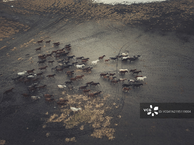 一群野马在水边的火山土壤上奔跑图片素材