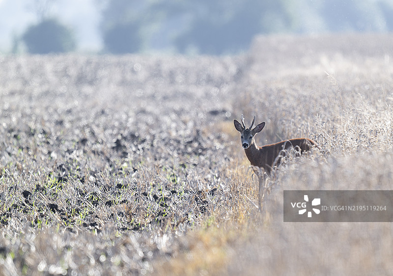 欧洲德国下萨克森州的野生动物，站在谷物田里的狍子（Capreolus capreolus）仔细观察。图片素材