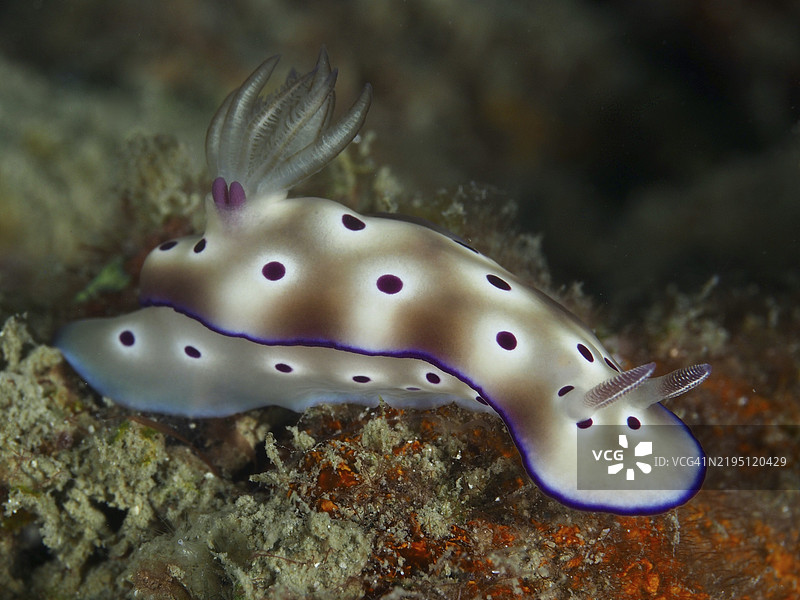 白色海兔侧面图,带有紫色斑点,学名Hypselodoris tryoni,潜水地点:贡多尔礁,贡多尔,巴厘岛,印度尼西亚,亚洲图片素材