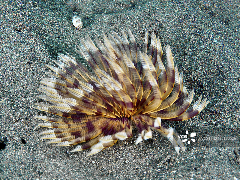 沙底上的管虫(Sabellastarte),带有黄褐色羽毛状结构,潜水地点:印尼巴厘岛乌梅阿尼亚尔的普里贾提。图片素材