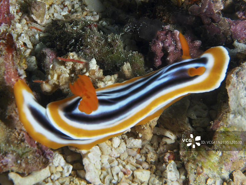 橙黑条纹的华丽星蜗牛(Chromodoris magnifica),在珊瑚和沙子上移动,潜水地点SD,努沙切宁岛,努沙佩尼达,巴厘岛,印度尼西亚,亚洲图片素材