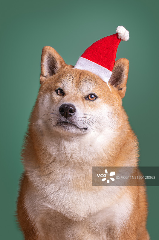 穿着圣诞帽的纯种柴犬肖像，背景为绿色图片素材