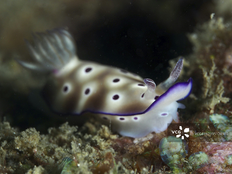 白色海兔,带有紫色斑点,Hypselodoris tryoni,栖息在珊瑚礁上,潜水地点:贡多尔礁,贡多尔,巴厘岛,印度尼西亚,亚洲图片素材