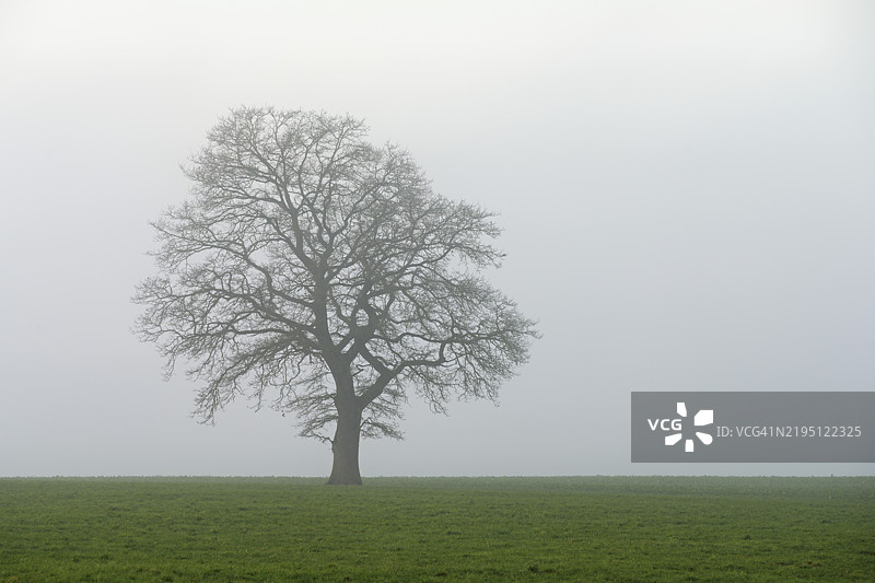 雾中的欧洲橡树（Quercus robur, Quercus petraea），瑞士卢塞恩州施拉特的林登贝格图片素材