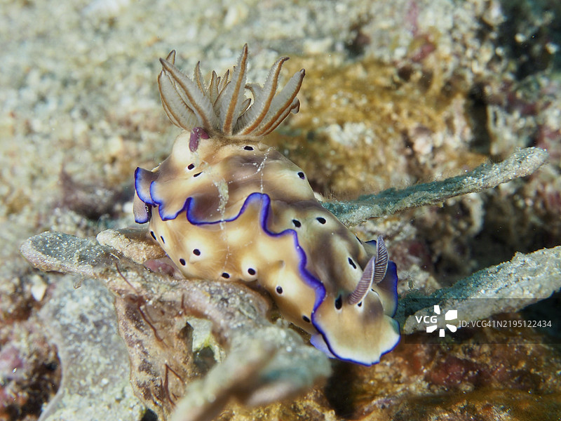 米色星海螺(Hypselodoris tryoni),紫色边缘,静卧在海床上,潜水地点:拿破仑,佩穆特兰,巴厘岛,印度尼西亚,亚洲图片素材